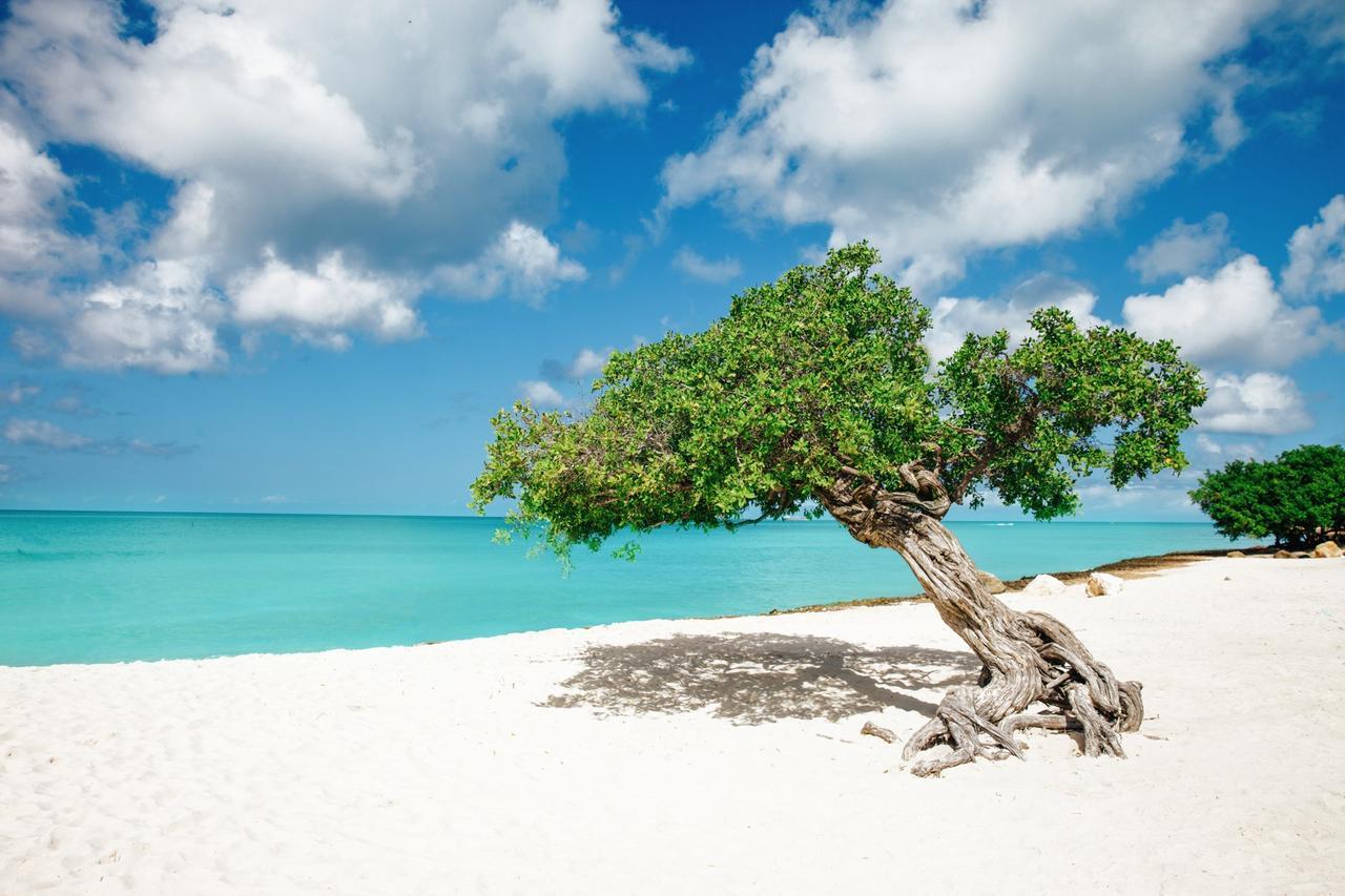 Marriott's Aruba Surf Club Hotell Palm Beach Exteriör bild